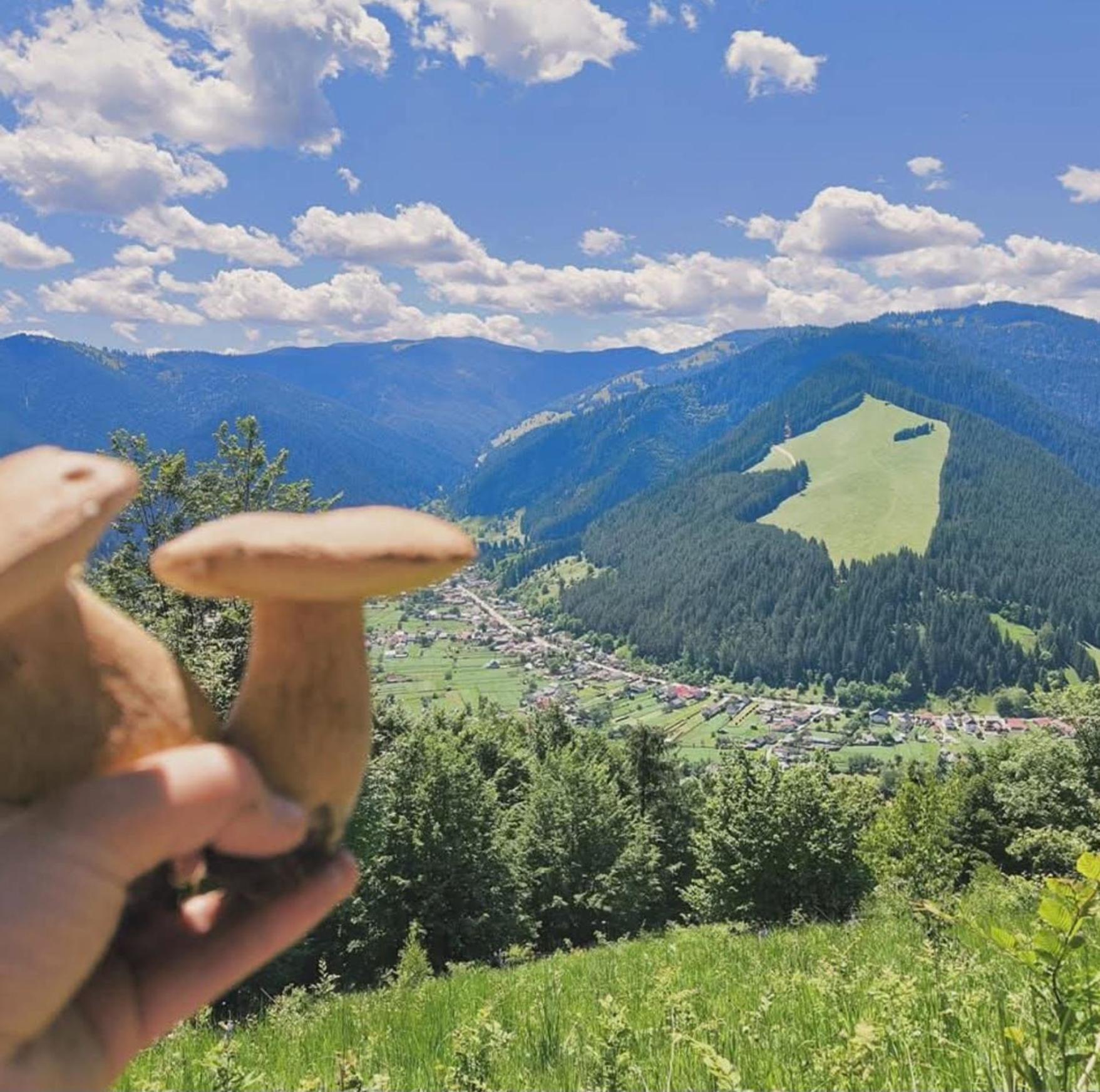 Pensiunea Rozmarin *
